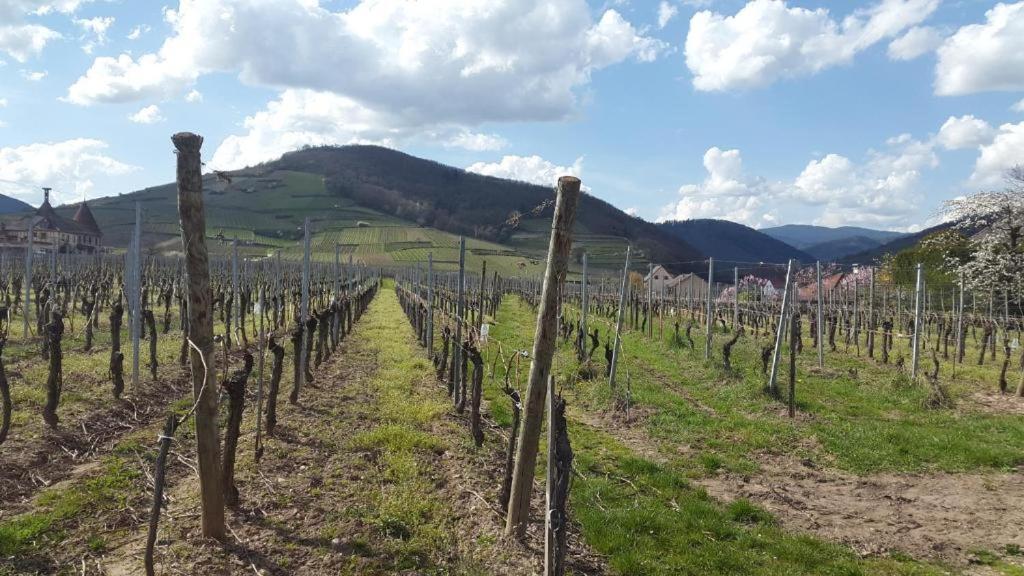 Gite Le Merle 90M2 Pres De La Route Des Vins Ammerschwihr Exterior foto